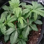 Bagseed BloodDragon lastone