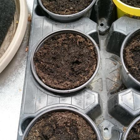 Dutch Passion Growing Competition 2026 B