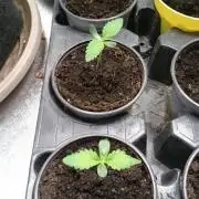 Dutch Passion Growing Competition 2026 B