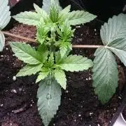 Bagseed BloodDragon lastone