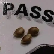 Dutch Passion Growing Competition 2026 A