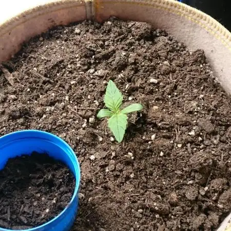 BagseedBloodDragon