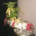 Lady Lufu Reina Bonsai Art-Grow