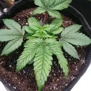 Bagseed BloodDragon lastone