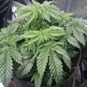 Bagseed BloodDragon lastone