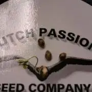 Dutch Passion Growing Competition 2026 B