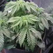 Bagseed BloodDragon lastone