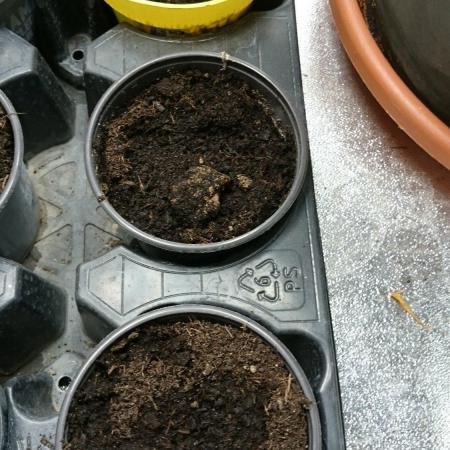 Dutch Passion Growing Competition 2026 A