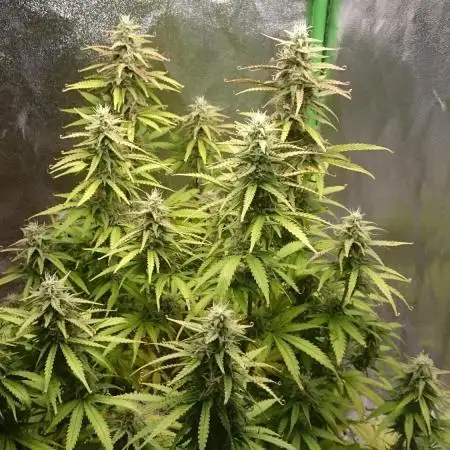 Dutch Passion Growing Competition 2025