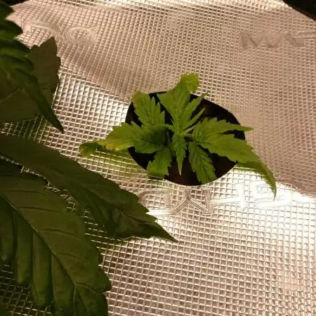 2025 Global Autoflowering Competition
