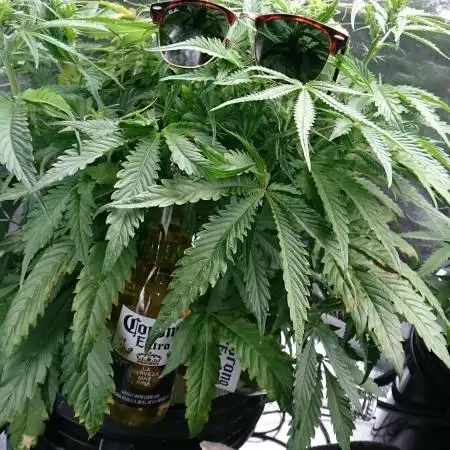 My First Fastbuds