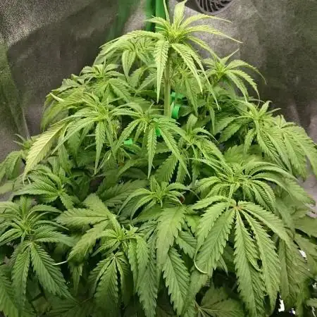 My First Fastbuds