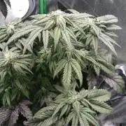 Bagseed BloodDragon lastone