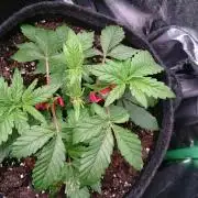 Bagseed BloodDragon lastone