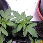 Dutch Passion Growing Competition 2026 B