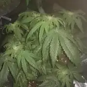 Bagseed BloodDragon lastone