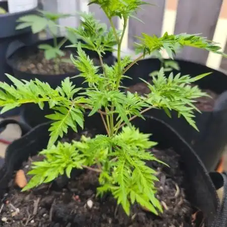 Lady buzopli