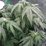 Bagseed BloodDragon lastone