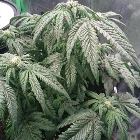 Bagseed BloodDragon lastone