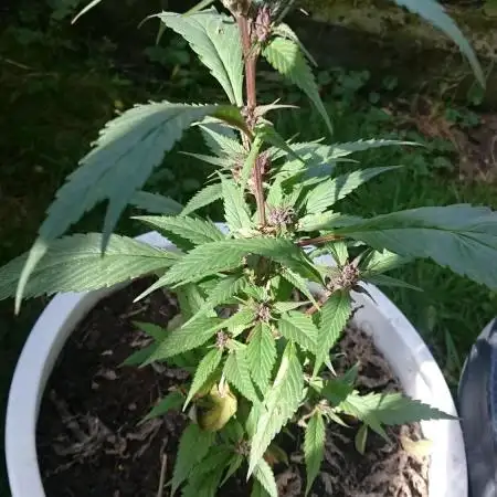 Lady Apanii
