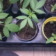 Dutch Passion Growing Competition 2026 A