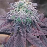 BagseedBloodDragon