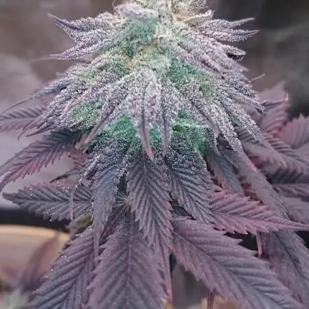 BagseedBloodDragon