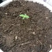 Bagseed BloodDragon lastone