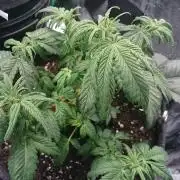Bagseed BloodDragon lastone