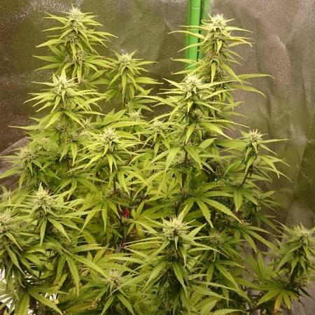 Dutch Passion Growing Competition 2025