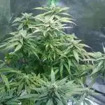 My First Fastbuds