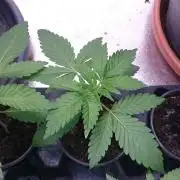 Dutch Passion Growing Competition 2026 B