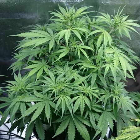 Dutch Passion Growing Competition 2025