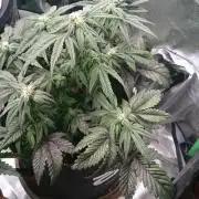 Bagseed BloodDragon lastone