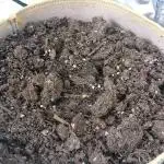 BagseedBloodDragon