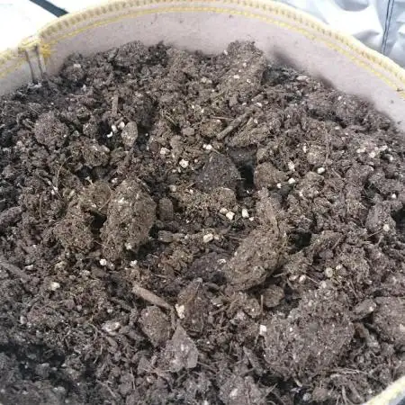 BagseedBloodDragon