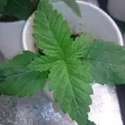 Zaravella MotherStrain