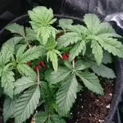 Bagseed BloodDragon lastone