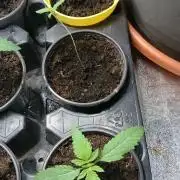 Dutch Passion Growing Competition 2026 B