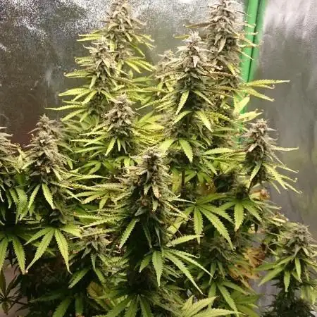 Dutch Passion Growing Competition 2025