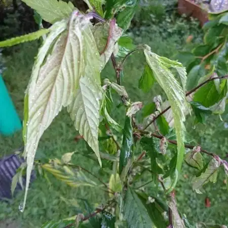 Variegated Delight (Male Outdoor)