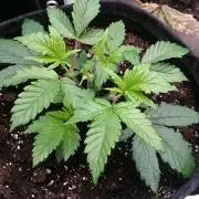 Bagseed BloodDragon lastone