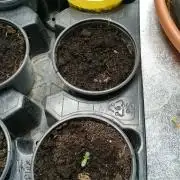 Dutch Passion Growing Competition 2026 A
