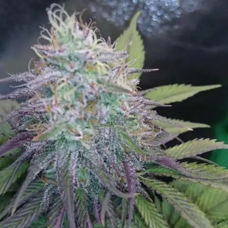 Photo contest Dutch Passion & Super Sativa Seed Club