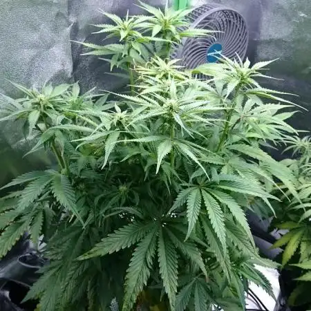 My First Fastbuds
