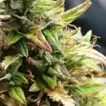 Dutch Passion Growing Competition 2025 (MAC)