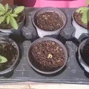 Preservation Mongolistica Lemon