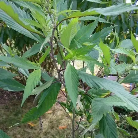 Variegated Delight (Male Outdoor)