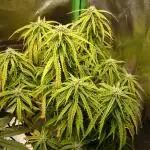 2025 Global Autoflowering Competition