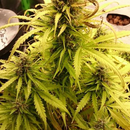Dutch Passion Growing Competition 2025 (MAC)